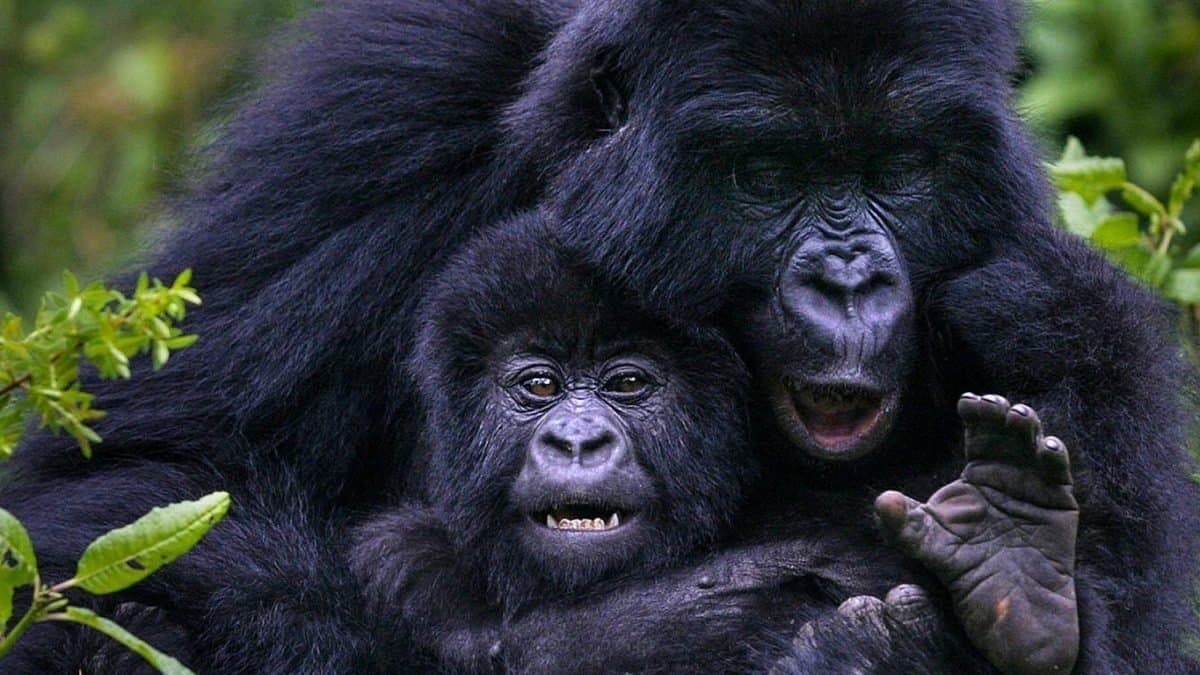 4 Days Uganda Gorilla Fly-In Safari 2026