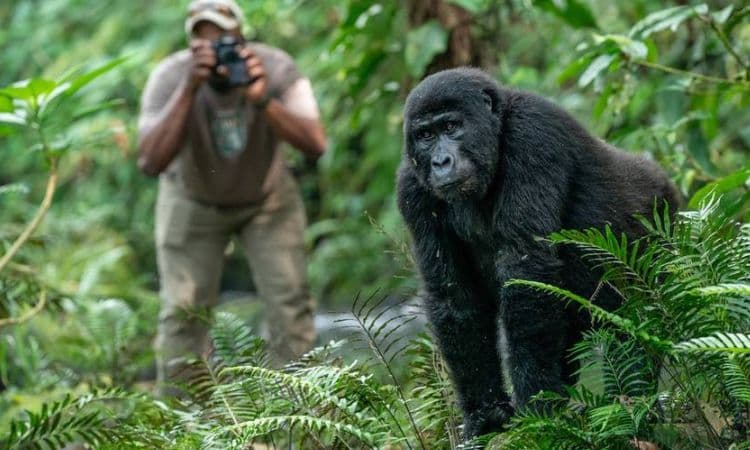 4 Days Uganda Gorilla Fly-In Safari 2026 image 2