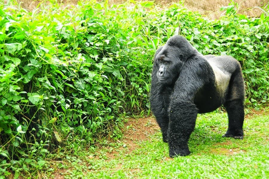 4 Days Uganda Gorilla Fly-In Safari 2026 image 5