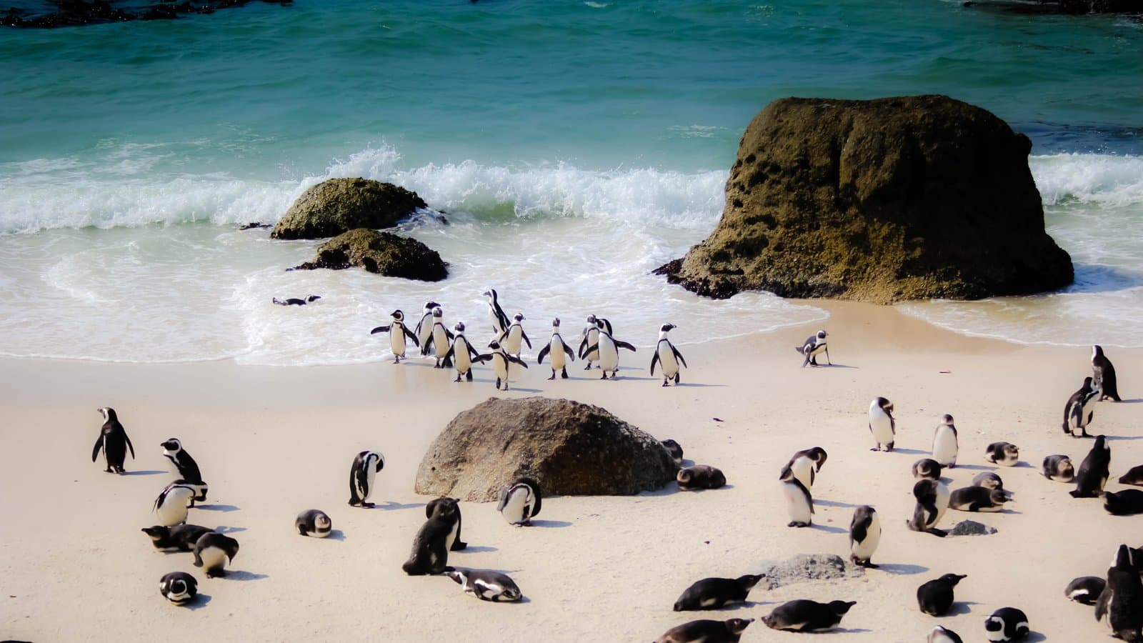 Cape Town 2026 image 4