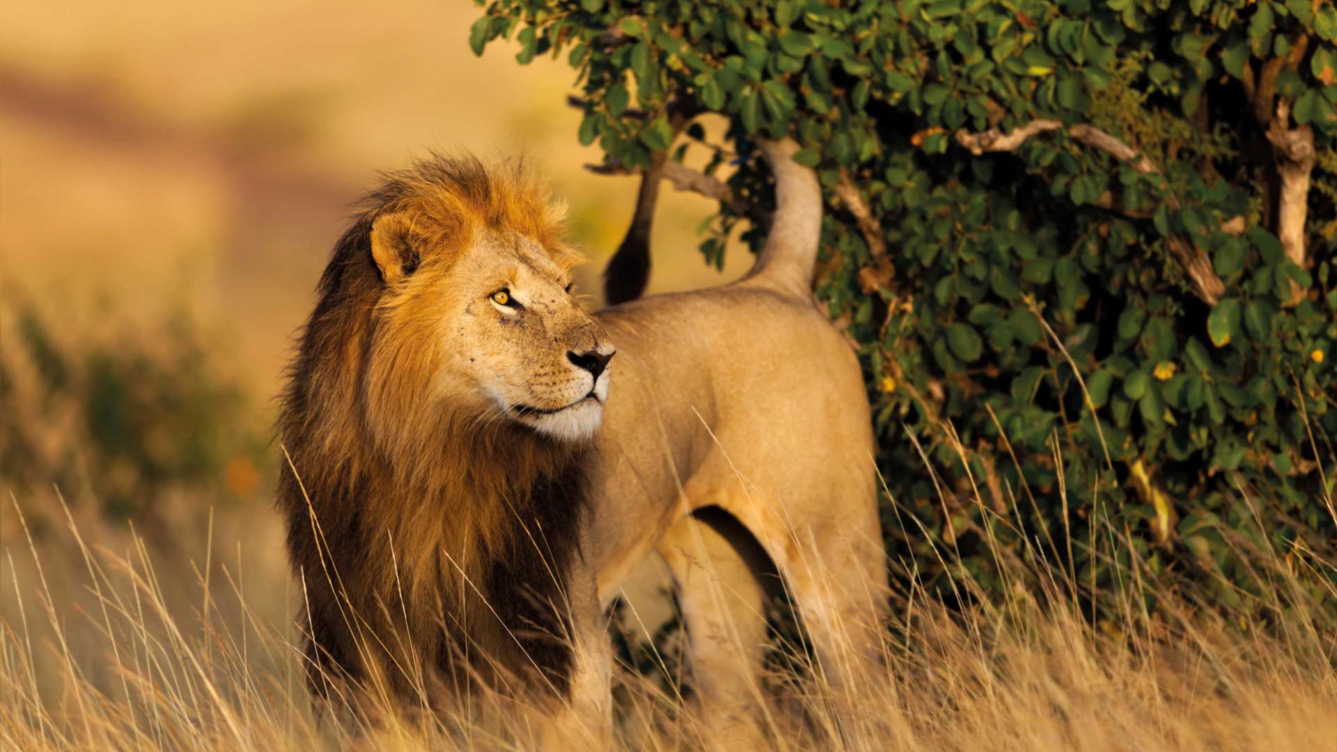 Unforgettable Kenya Wildlife and Beach Safari