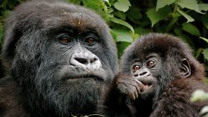 Gorilla Tracking in Uganda