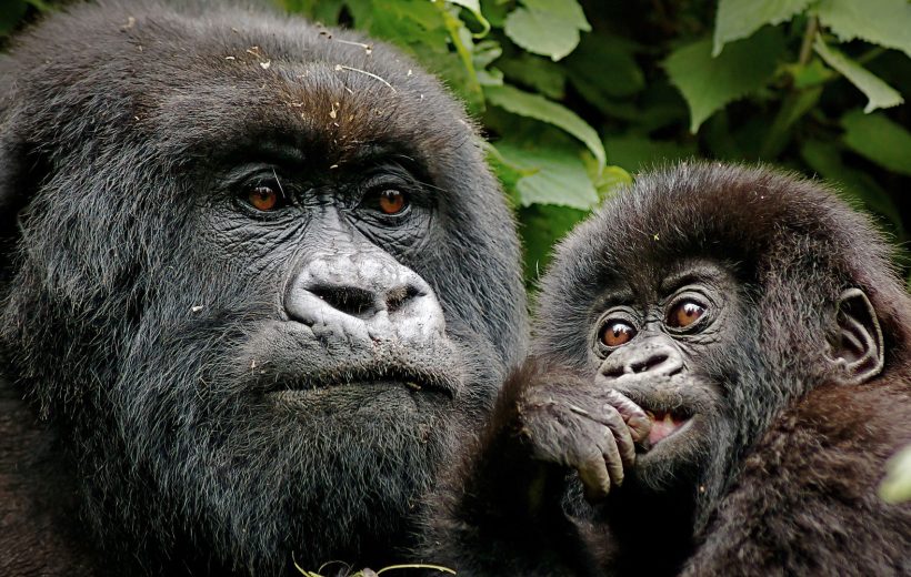 Gorilla Tracking in Uganda