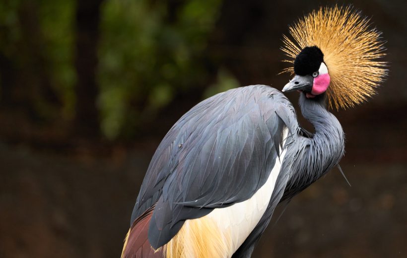Mount Kilimanjaro, Machame Route